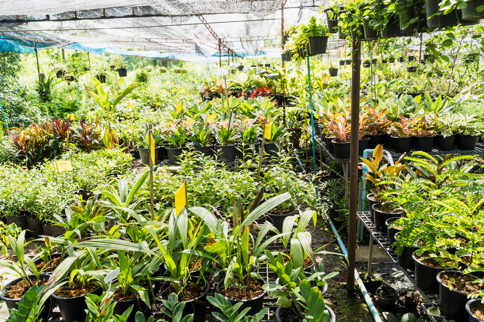 Avenue plants suppliers India