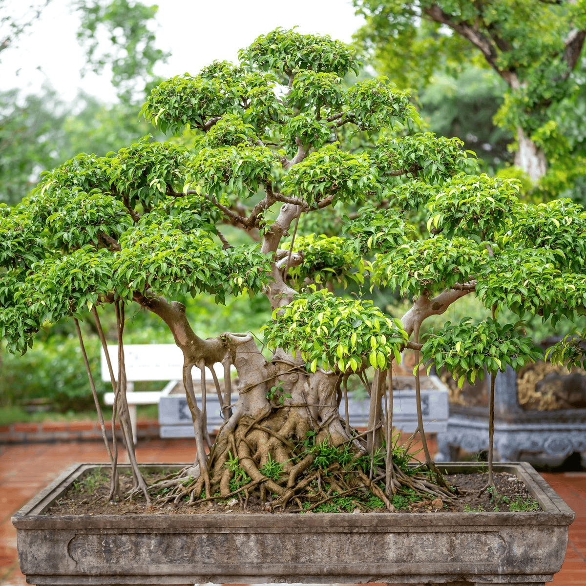 Ideal for Gardens & Landscaping