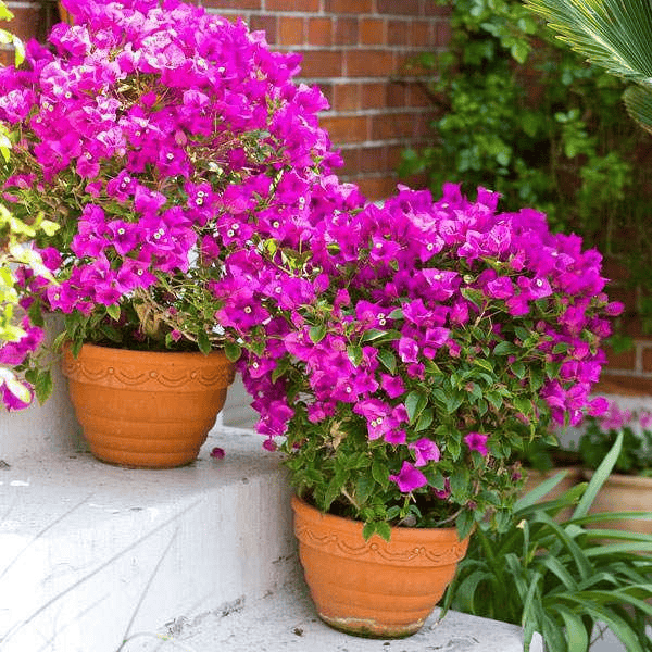 Sapota Plants Wholesale