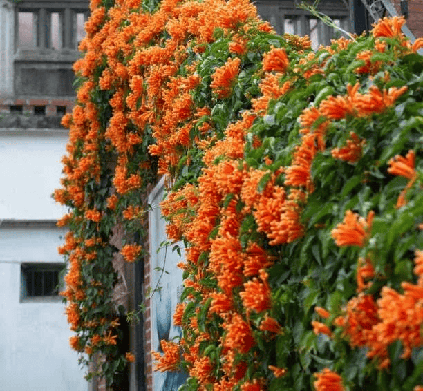 Creepers and Climbers