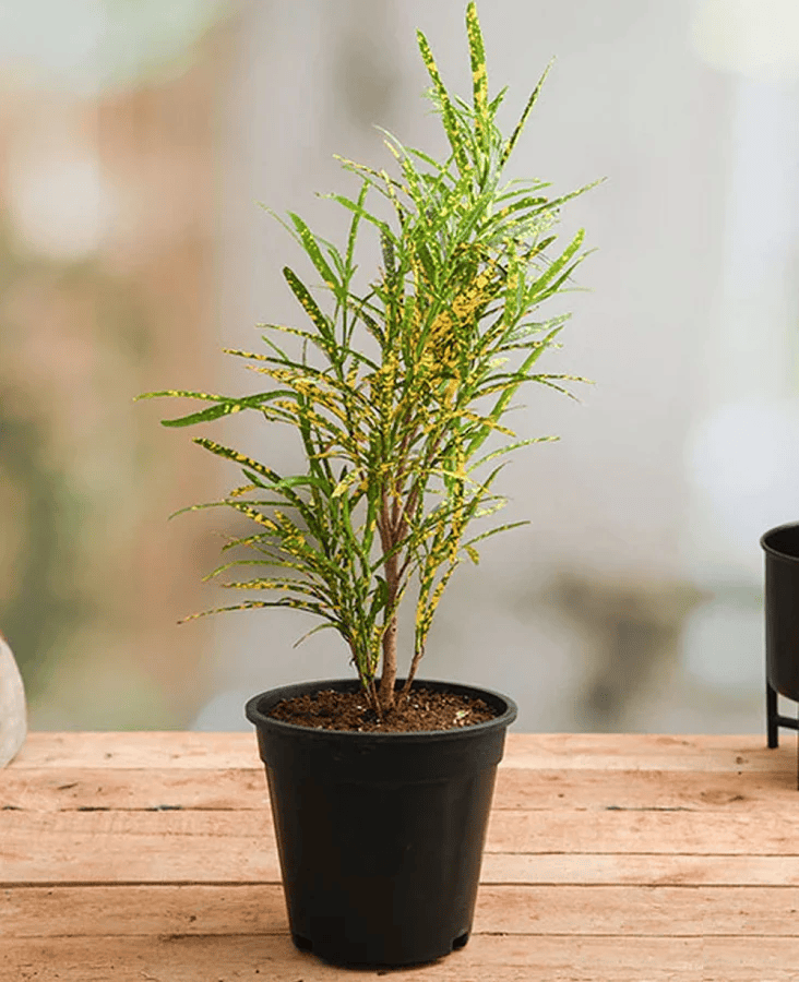 Foliage Plants Wholesale