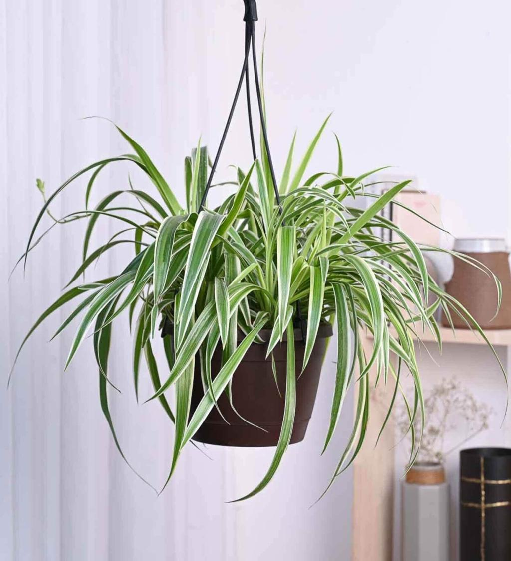Shade Trees Wholesale