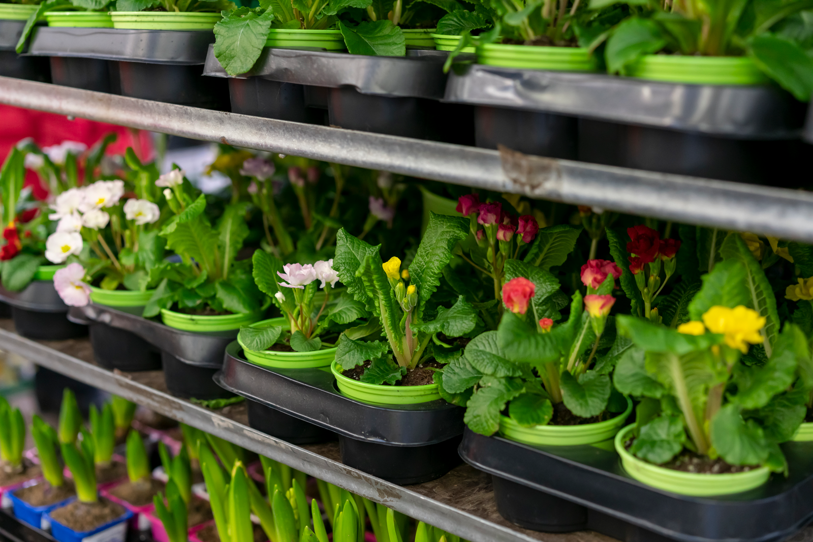 Indoor plants wholesale