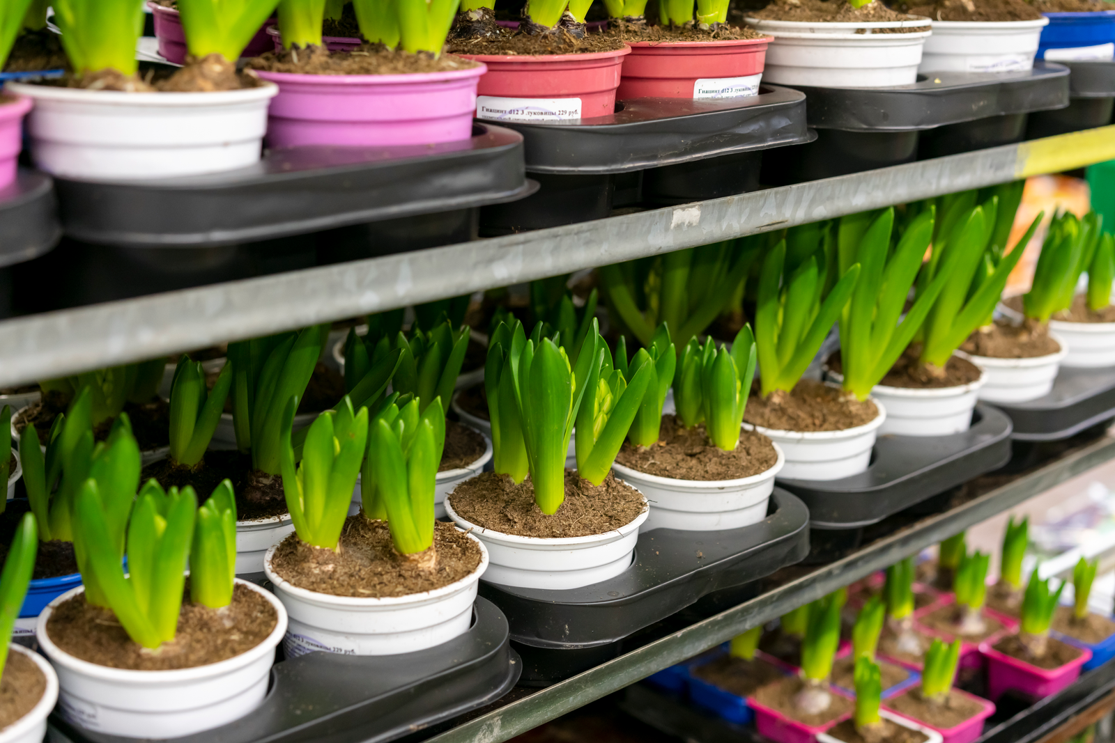Ornamental plants wholesale