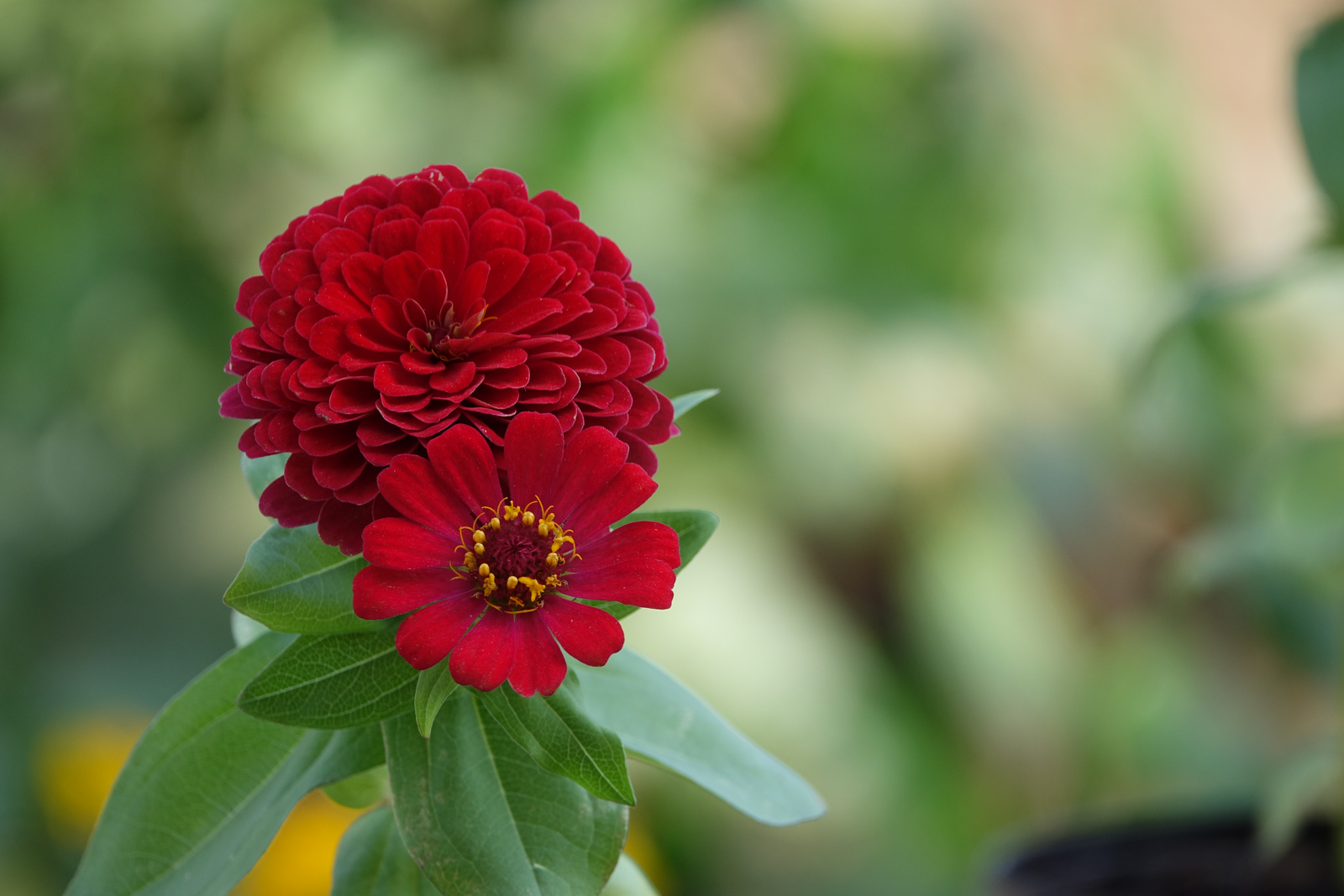 Fresh Blooms & Garden Plants