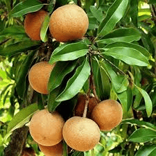 Sapota Plants Wholesale