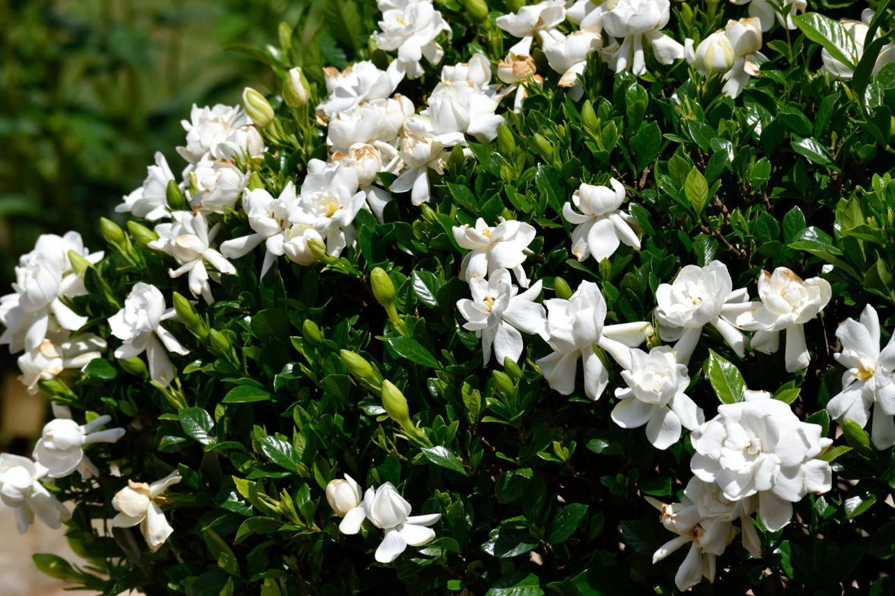 Sapota Plants Wholesale